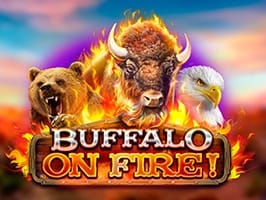 Buffalo On Fire